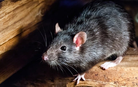 rat on the ground