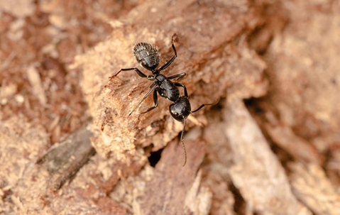 carpenter ant on rocks