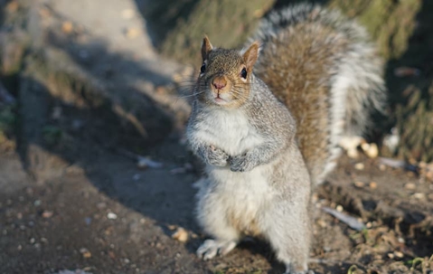 gray squirrel