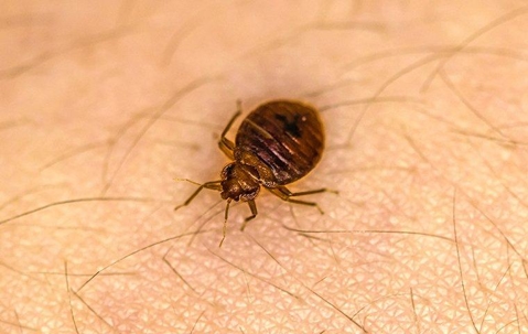 bed bug on human skin