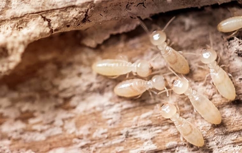 termite larvae