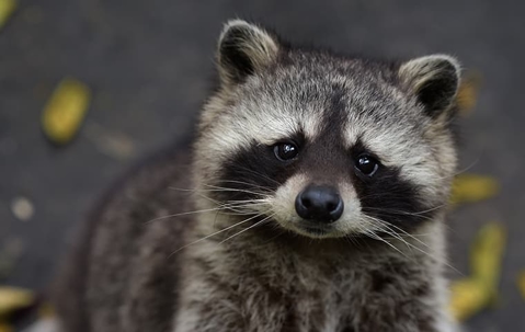 raccoon up close