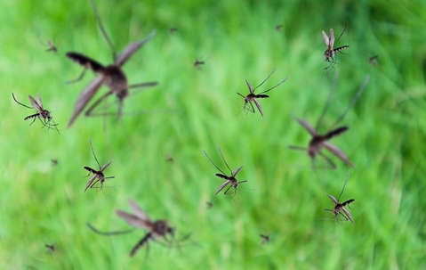 close up of mosquitoes flying around outside