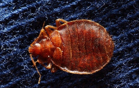 close up of bed bug
