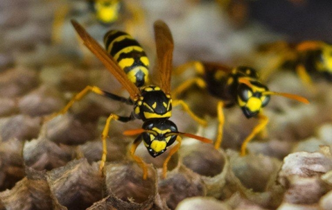close up of wasps