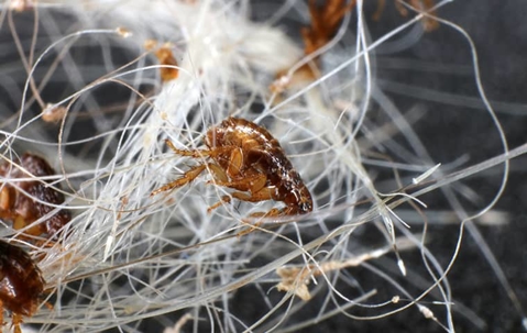close up of a flea