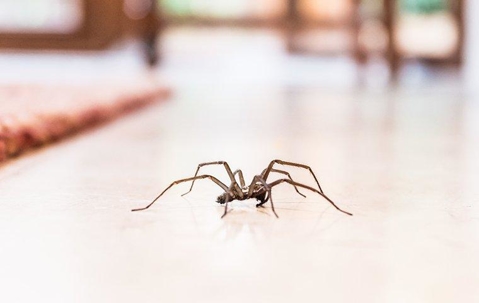 spider on a house floor
