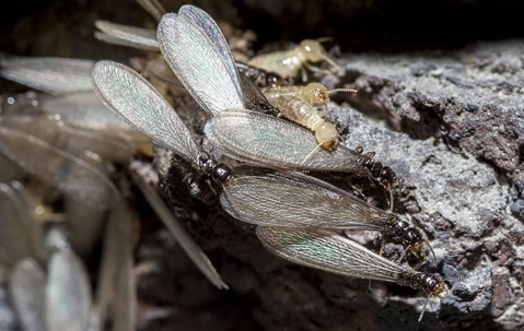 termite up close