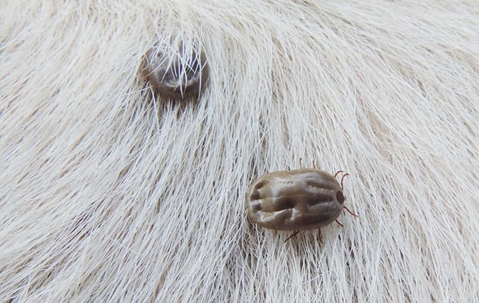 ticks on animal fur