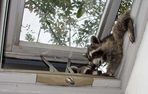 raccoons entering home through an open window