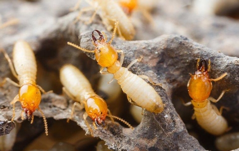 termites on a tree branch