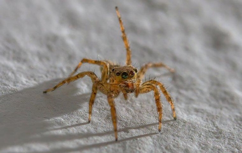 close up of a house spider