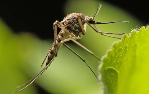mosquito on a leaf