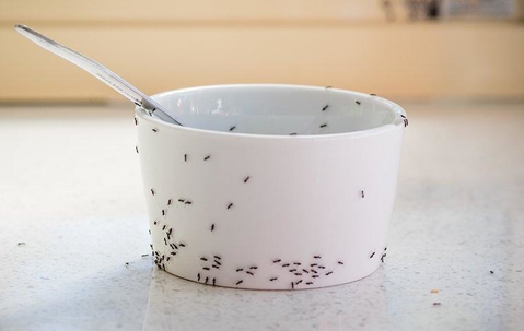 house ants swarming on a cup
