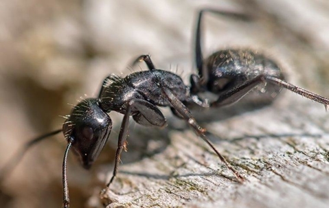 carpenter ant on a piece of broken wood