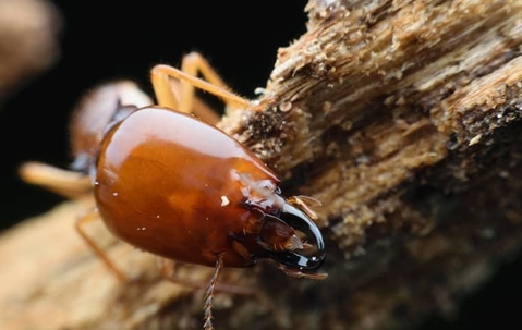 termite on a piece of broken tree bark