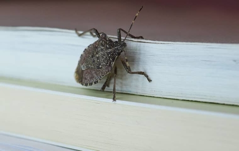 stink bug on a window rail