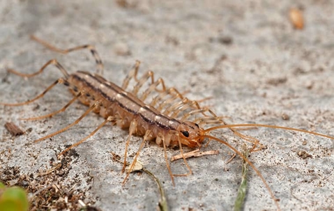 centipede on the ground outside
