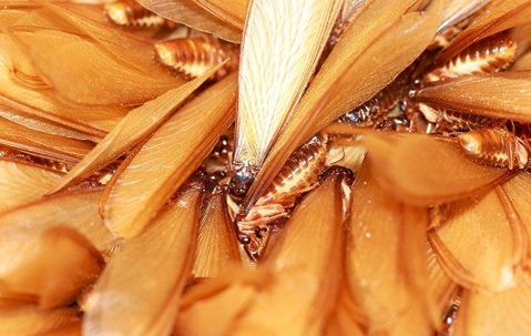 close up of a group of termites