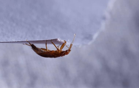 bed bug crawling upside down on a piece of paper
