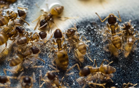 group of odorous house ants