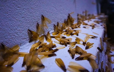 swarmers on the ground