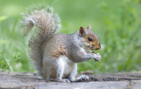 close up of a squirrel