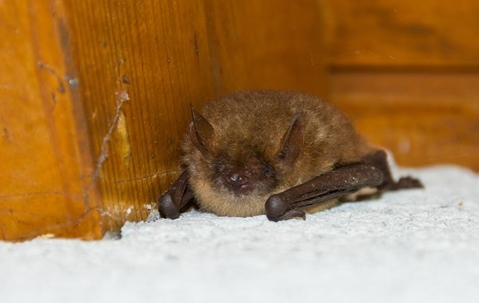 bat next to a wooden door
