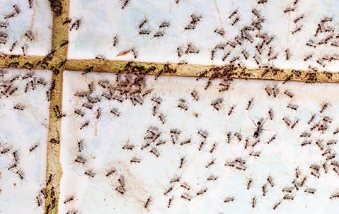 group of ants on a tile floor