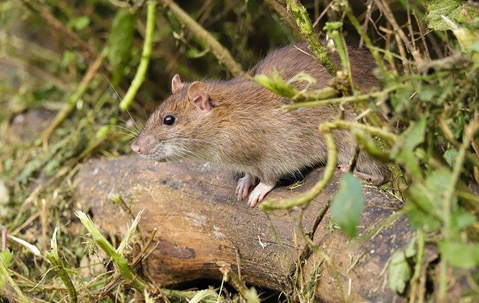 rat on a tree branch
