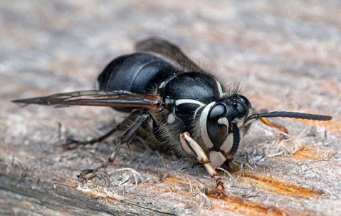 wasp on a wooden floor
