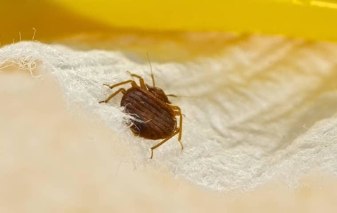 close up of a bed bug