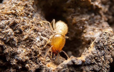 close up of single termite on dirt
