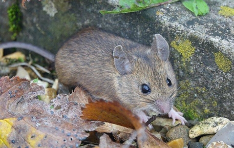 mouse on the ground outside