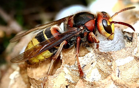 close up of a hornet