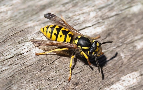 yellow jacket on wood