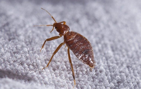 bed bug on a mattress
