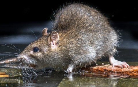 rat on the floor of a house