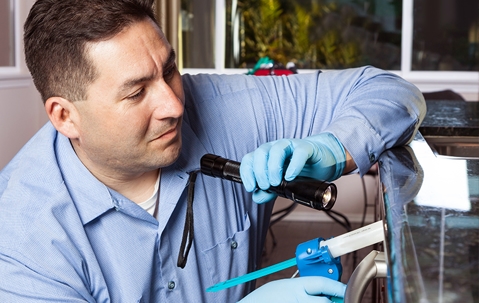 PCO inspecting under a house sink