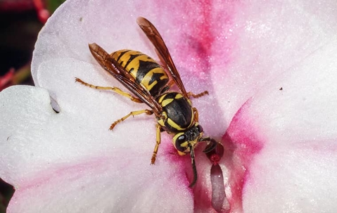 yellow jacket on a flower