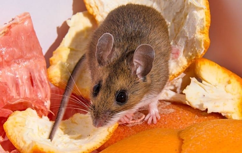 rat on an orange peel