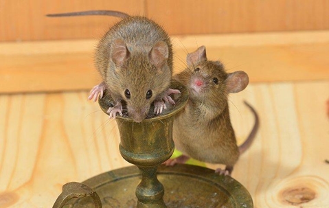 2 mice on a candle holder