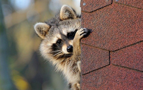 raccoon hanging on a shingle