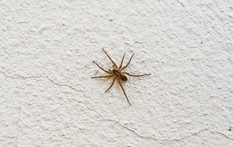 spider on stucco