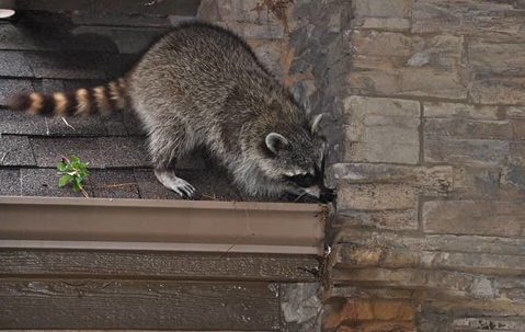 raccoon on the roof of a house