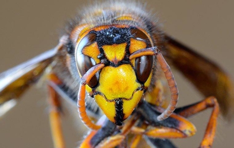 close up of a hornet