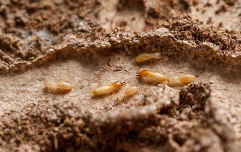 termites crawling on mud