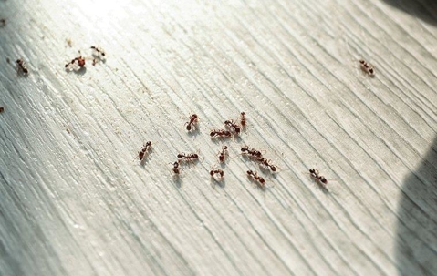 ants crawling on a wooden floor