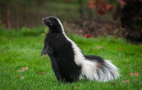 skunk on grass