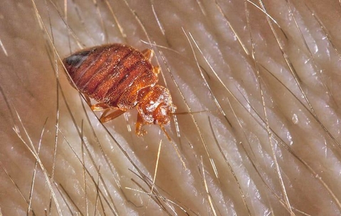 bed bug crawling on human skin